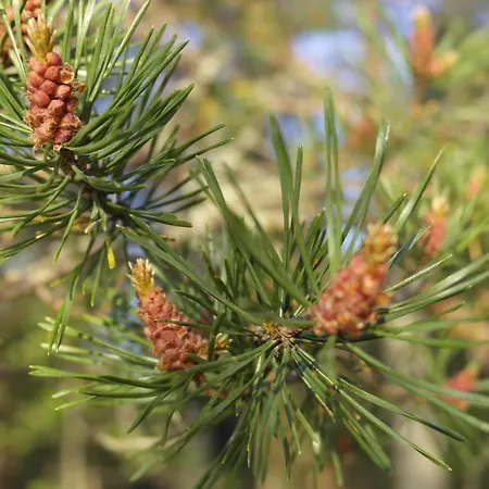 Koto 3* بيتيبوداس